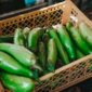 Aneka bahan pangan segar dan sayuran hijau lokal yang kaya akan vitamin serta mineral alami dipajang di pasar tradisional. Pemenuhan gizi dari makanan utuh terbukti memberikan penyerapan nutrisi yang jauh lebih seimbang bagi kesehatan tubuh harian.