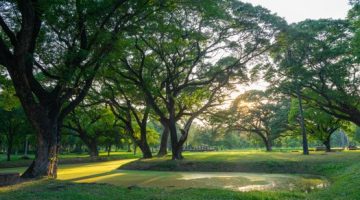 Berjalan kaki di area terbuka hijau pada pagi hari menjadi pilihan praktis masyarakat perkotaan untuk menjaga kebugaran fisik dan menyegarkan pikiran di tengah rutinitas harian.
